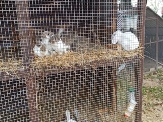 Duże, dwupoziomowe klatki z królikami. Klatki są wyścielone słomą i stoją na zewnątrz.